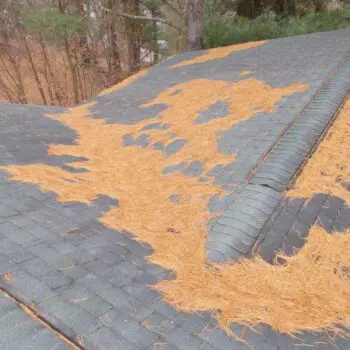 Roof with pine needle debris