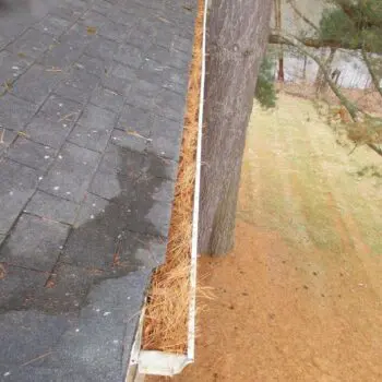 Roof with clogged pine-filled gutter